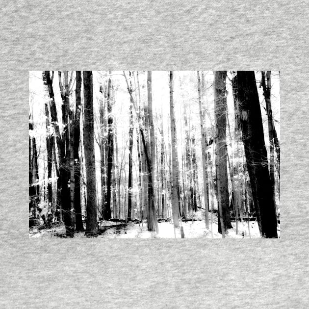 Monochrome effect deep in forest scene on a trail by brians101